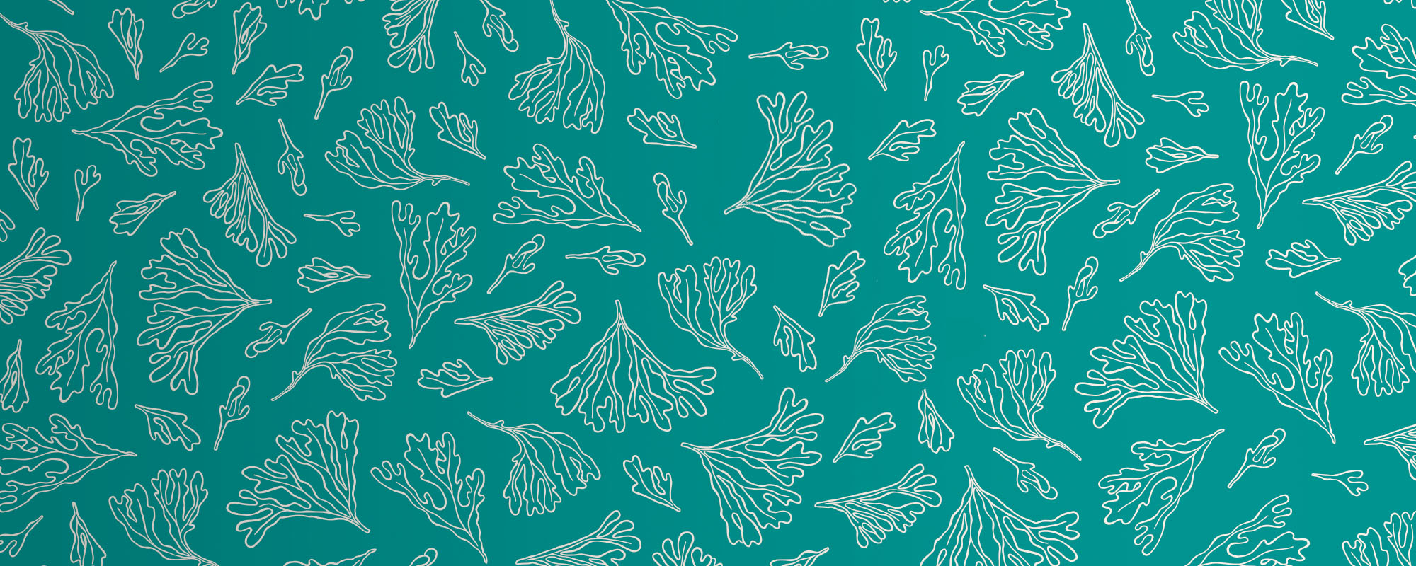 Seaweed Skincare Products