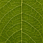 Close-up of a green leaf with detailed vein structure