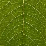 Close-up of a green leaf with detailed vein structure