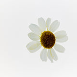White camomile flower with a yellow center on a white background