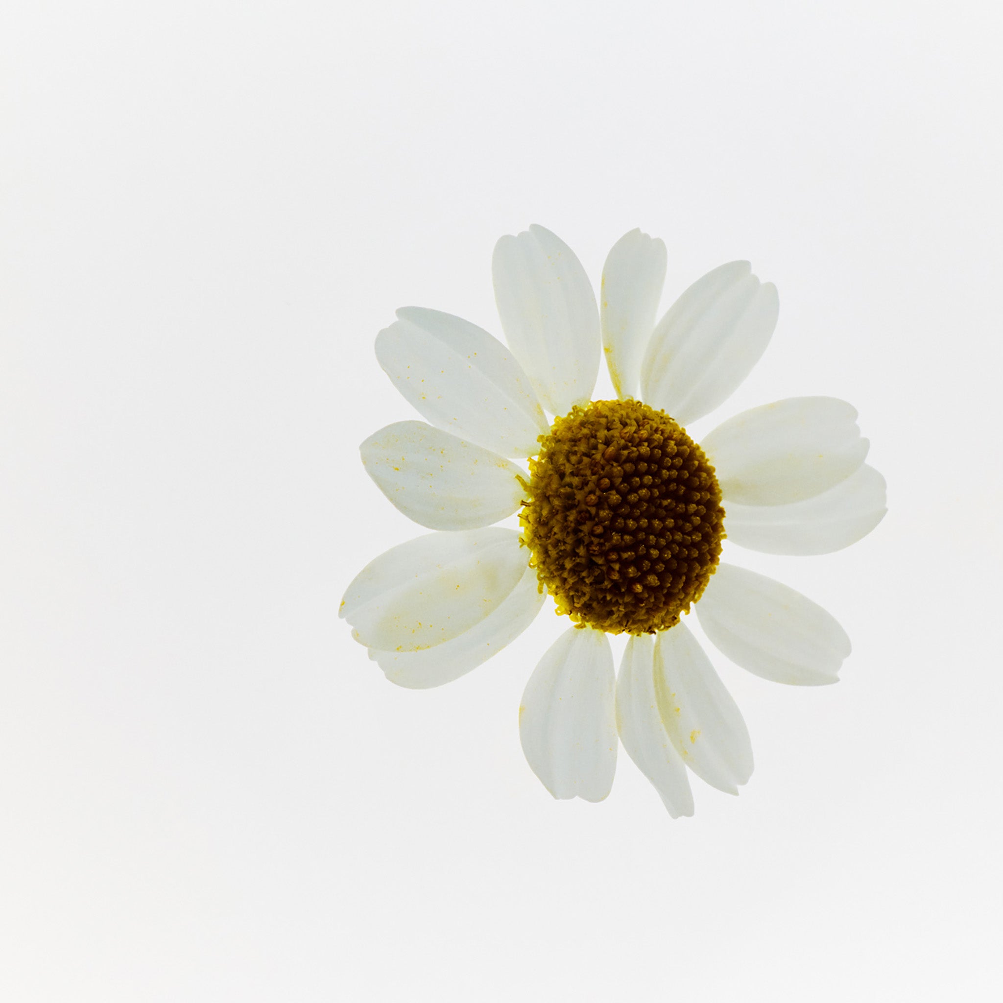 White camomile flower with a yellow center on a white background
