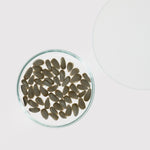 Glass petri dish with sunflower seeds on a white background