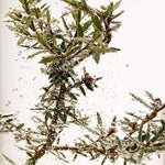 Tea Tree Oil for skin 10ml