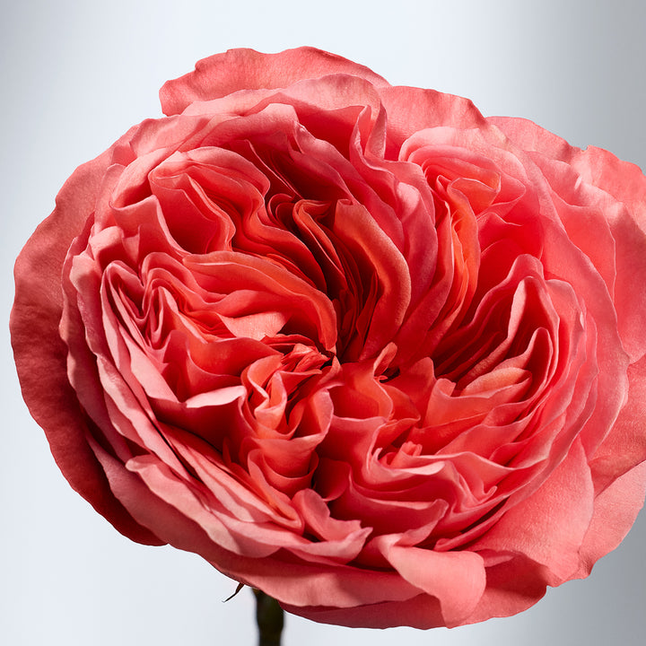 British Rose | The Body Shop
