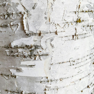 Birch Bark & White Willow Extract