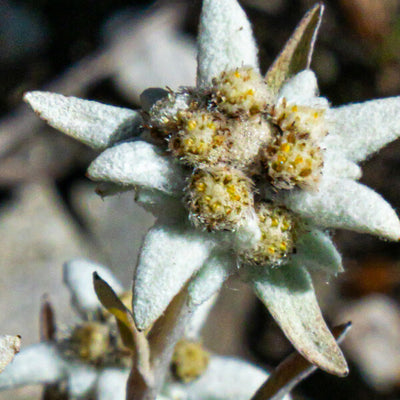 Edelweiss Extract