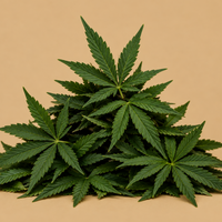 Hemp