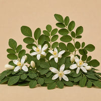 Moringa