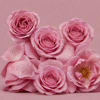 British Rose
