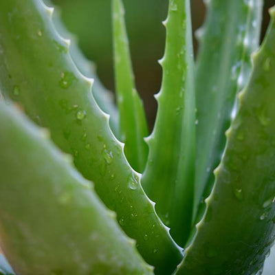 Community Fair Trade Organic Aloe Vera
