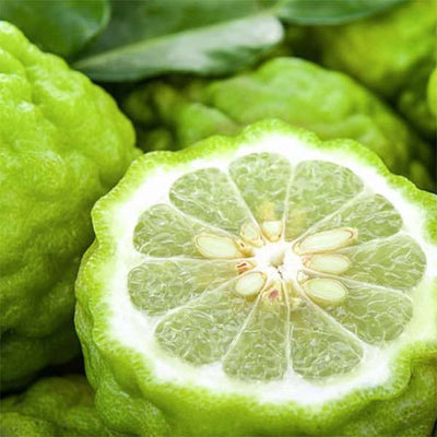 Bergamot Scent