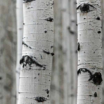 Birch Bark Extract