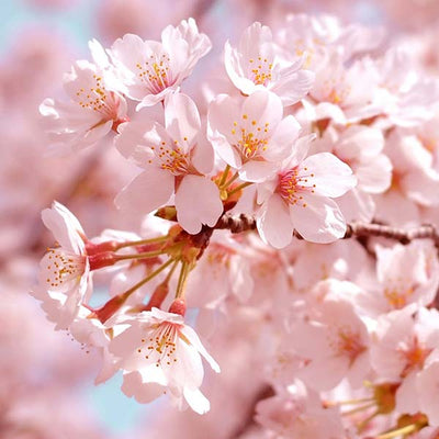 Cherry Blossom Scent