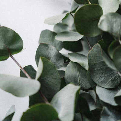 Eucalyptus Essential Oil