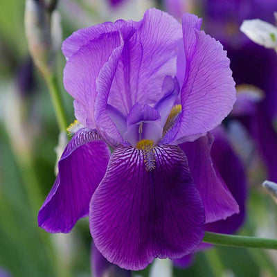 Iris Scent