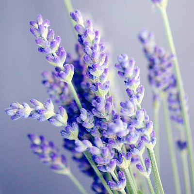 Community Fair Trade Lavender Essential Oil