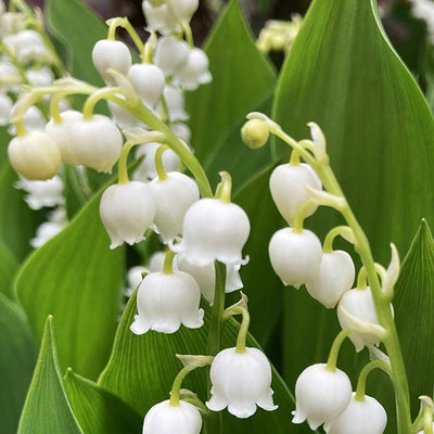 Lily Of The Valley