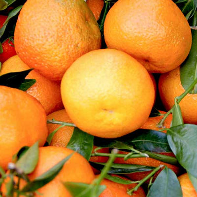 Mandarin Essential Oil