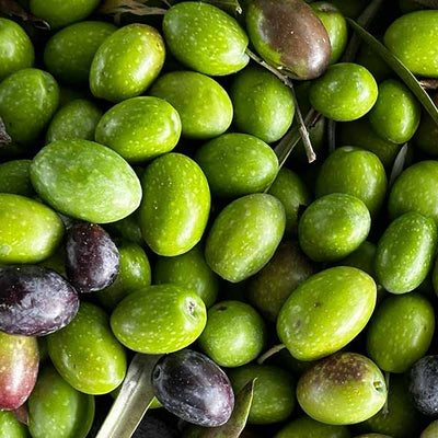 Community Fair Trade Organic Olive Oil