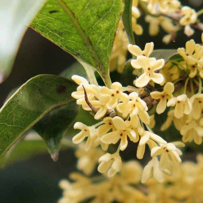 Osmanthus Scent