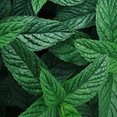 Peppermint Essential Oil