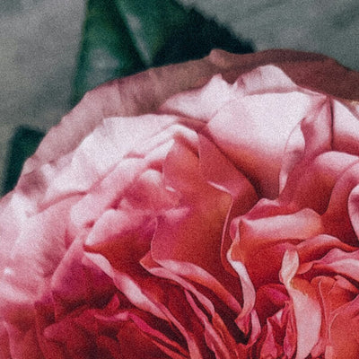 English Rose Extract