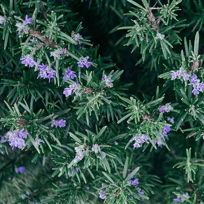 Rosemary Essential Oil
