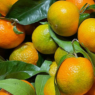 Satsuma Oil