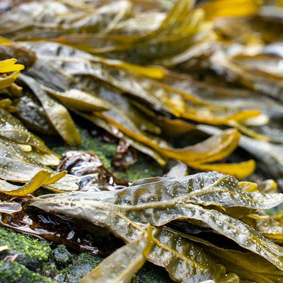Seaweed
