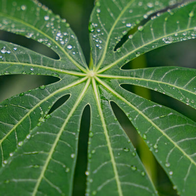 Community Fair Trade Tea Tree Oil