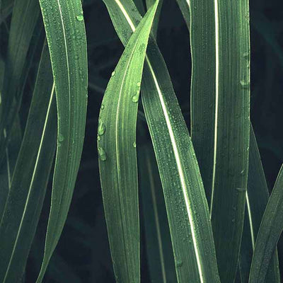 Community Fair Trade Vetiver Essential Oil