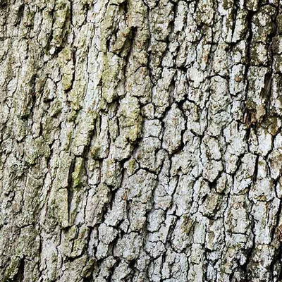 White Willow Bark Extract